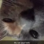 Nose, Eyelash, Cloud, Jaw, Whiskers, Carnivore, Felidae, Sky, Dog breed, Cat, Small To Medium-sized Cats, Snout, Font, Furry friends, Wood, Canidae, Tail, Selfie