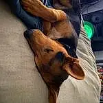 Dog, Dog breed, Carnivore, Comfort, Jaw, Ear, Gesture, Working Animal, Companion dog, Fawn, Elbow, Whiskers, Thigh, Snout, Human Leg, Wrist, Foot, Canidae, Television