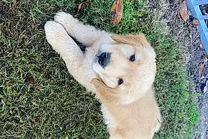 Name Golden Retriever Dog Kaya