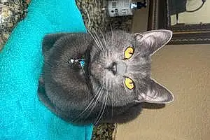 Name Cat Bluebell