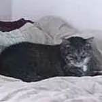 Cat, Comfort, Carnivore, Felidae, Grey, Snout, Small To Medium-sized Cats, Terrestrial Animal, Whiskers, Furry friends, Domestic Short-haired Cat, Linens, Bedding