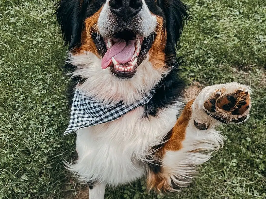 Dog, Carnivore, Dog breed, Grass, Companion dog, Snout, Whiskers, King Charles Spaniel, Bernese Mountain Dog, Canidae, Happy, Terrestrial Animal, Cavalier King Charles Spaniel, Working Dog, Spaniel, Gun Dog, Furry friends, Liver, Hunting Dog