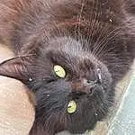 Cat, Felidae, Carnivore, Small To Medium-sized Cats, Iris, Bombay, Whiskers, Terrestrial Animal, Snout, Black cats, Tail, Furry friends, Close-up, Paw, Domestic Short-haired Cat, Claw, Foot
