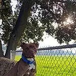 Plant, Dog, Carnivore, Tree, Dog breed, Collar, Working Animal, Pet Supply, Liver, Fence, Fawn, Dog Collar, Companion dog, Grass, Wire Fencing, Mesh, Tail, Sky, Snout