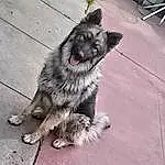 Dog, Dog breed, Carnivore, Grey, Whiskers, Companion dog, Working Animal, Snout, Tail, Paw, Canidae, Foot, Furry friends, Road Surface, Street dog, Working Dog, Fang, Puppy