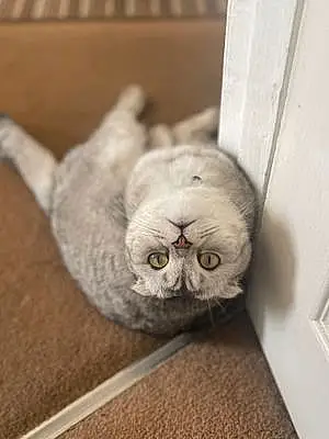 Scottish Fold Cat Olivia