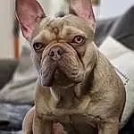 Dog, Dog breed, Felidae, Carnivore, Small To Medium-sized Cats, Ear, Collar, Fawn, Companion dog, Whiskers, Wrinkle, Snout, Dog Collar, Working Animal, Canidae, Furry friends, Guard Dog, Tail, Molosser