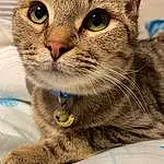 Cat, Felidae, Carnivore, Small To Medium-sized Cats, Tableware, Whiskers, Snout, Terrestrial Animal, Close-up, Furry friends, Photo Caption, Domestic Short-haired Cat