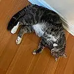 Cat, Felidae, Carnivore, Wood, Small To Medium-sized Cats, Dog breed, Whiskers, Hardwood, Wood Stain, Tail, Laminate Flooring, Snout, Wood Flooring, Furry friends, Domestic Short-haired Cat, Canidae, Claw, Paw