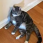 Cat, Wood, Felidae, Carnivore, Wood Stain, Hardwood, Small To Medium-sized Cats, Whiskers, Laminate Flooring, Tail, Varnish, Wood Flooring, Comfort, Furry friends, Domestic Short-haired Cat, Paw, Plank, Foot