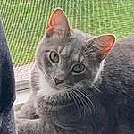 Cat, Plant, Felidae, Carnivore, Small To Medium-sized Cats, Whiskers, Grey, Ear, Window, Snout, Terrestrial Animal, Russian blue, Furry friends, Grass, Domestic Short-haired Cat, Paw, Photo Caption