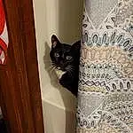 Cat, Textile, Interior Design, Carnivore, Grey, Felidae, Whiskers, Cat Supply, Door, Wood, Small To Medium-sized Cats, Pet Supply, Comfort, Stairs, Black cats, Linens, Pattern, Tail, Curtain