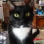 Head, Cat, Felidae, Iris, Cabinetry, Carnivore, Whiskers, Small To Medium-sized Cats, Snout, Home Appliance, Domestic Short-haired Cat, Furry friends, Black cats, Tail, Television