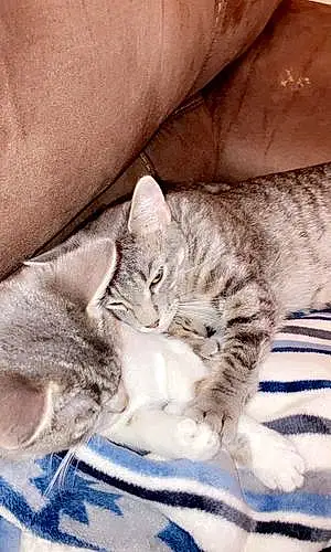 American Shorthair Cat Duke And Delilah