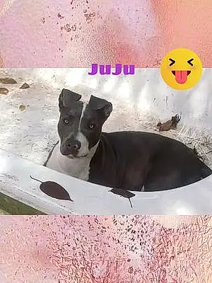Name Pitt Bull Terrier Dog Juju