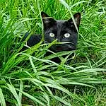 Cat, Eyes, Plant, Leaf, Carnivore, Bombay, Felidae, Grass, Iris, Small To Medium-sized Cats, Whiskers, Terrestrial Animal, Groundcover, Terrestrial Plant, Black cats, Snout, Tail, Tree, Lawn