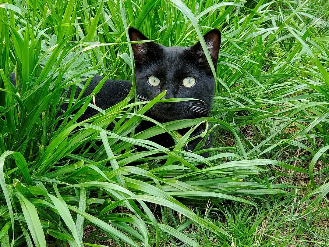 Cat, Eyes, Plant, Leaf, Carnivore, Bombay, Felidae, Grass, Iris, Small To Medium-sized Cats, Whiskers, Terrestrial Animal, Groundcover, Terrestrial Plant, Black cats, Snout, Tail, Tree, Lawn