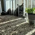 Plant, Cat, Grey, Grass, Flowerpot, Houseplant, Felidae, Groundcover, Whiskers, Tail, Small To Medium-sized Cats, Domestic Short-haired Cat, Soil, Home, Carpet, Wood, Room, Herb