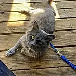 Cat, Felidae, Carnivore, Wood, Russian blue, Small To Medium-sized Cats, Whiskers, Grey, Fawn, Snout, Tail, Furry friends, Domestic Short-haired Cat, Claw, Hardwood, Paw, Black cats, Electric Blue