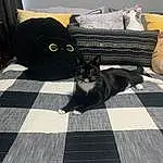 Black, Felidae, Cat, Textile, Carnivore, Small To Medium-sized Cats, Grey, Tartan, Tints And Shades, Whiskers, Plaid, Pattern, Street Fashion, Tail, Wood, Furry friends, Black cats, Companion dog