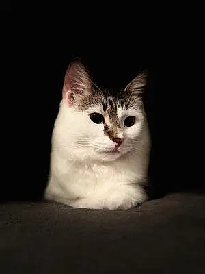 Name Tabby Cat Kat