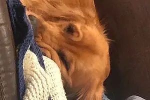 Name Golden Retriever Dog Fenway