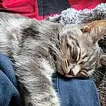 Cat, Comfort, Felidae, Carnivore, Grey, Small To Medium-sized Cats, Whiskers, Snout, Tail, Domestic Short-haired Cat, Paw, Furry friends, Claw, Nap, Sleep, Sitting, Linens