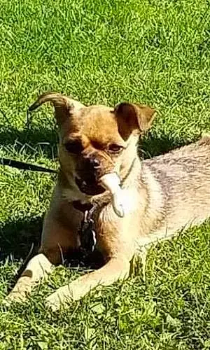 Name Chihuahua Dog Emmy