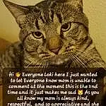 Cat, Felidae, Carnivore, Small To Medium-sized Cats, Whiskers, Adaptation, Font, Snout, Photo Caption, Terrestrial Plant, Terrestrial Animal, Domestic Short-haired Cat, Publication, Internet Meme, Art, Advertising, Photography, Paw