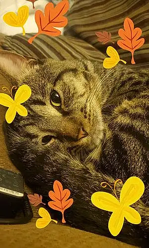 Flower Tabby Cat Loki