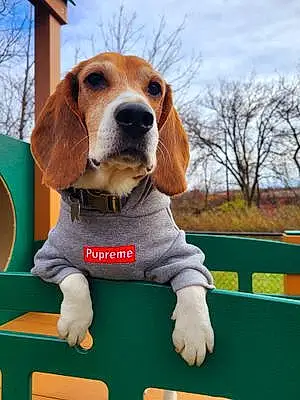 Name Beagle Dog Floyd