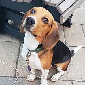 Name Beagle Dog Huck