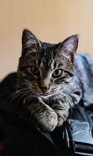 Name Tabby Cat Azula