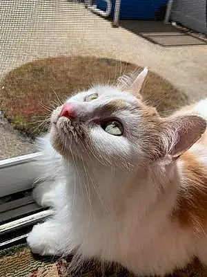 Turkish Angora Cat Max