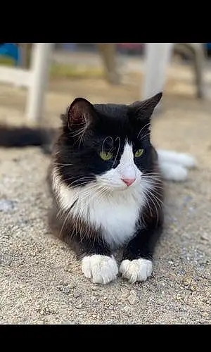 Turkish Angora Cat Axel
