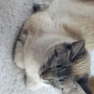 Name Siamese Cat Cotton