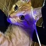 Cat, Felidae, Small To Medium-sized Cats, Carnivore, Iris, Whiskers, Fawn, Snout, Electric Blue, Event, Domestic Short-haired Cat, Furry friends, Lap, Claw, Canidae