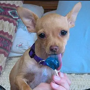 Name Chihuahua Dog Baylee