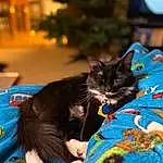 Cat, Blue, Comfort, Carnivore, Felidae, Plant, Small To Medium-sized Cats, Whiskers, Fawn, Electric Blue, Christmas Tree, Tail, Linens, Furry friends, Event, Domestic Short-haired Cat, Room, Black cats, Tree, Pattern