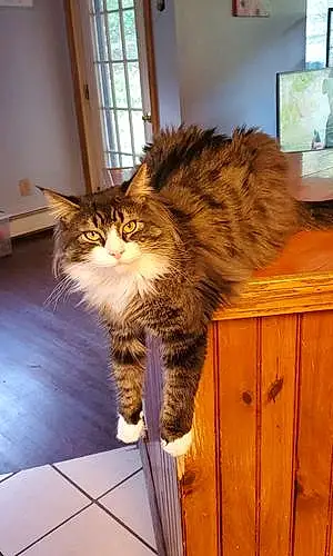 Name Maine Coon Cat Diego