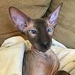 Felidae, Carnivore, Dog breed, Dog, Working Animal, Ear, Small To Medium-sized Cats, Fawn, Sphynx, Whiskers, Snout, Gesture, Companion dog, Collar, Canidae, Terrestrial Animal, Tail