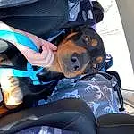 Dog, Dog breed, Carnivore, Fawn, Snout, Comfort, Companion dog, Electric Blue, Personal Protective Equipment, Auto Part, Canidae, Vehicle Door, Guard Dog, Thigh, Human Leg, Eyewear, Working Dog, Car Seat Cover