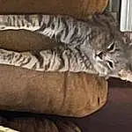 Cat, Felidae, Comfort, Carnivore, Small To Medium-sized Cats, Grey, Wood, Whiskers, Tail, Furry friends, Terrestrial Animal, Domestic Short-haired Cat, Paw, Cat Bed, Hardwood, Claw, Human Leg, Nap, Military Camouflage