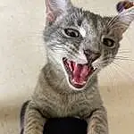 Cat, Eyes, Carnivore, Fang, Jaw, Felidae, Small To Medium-sized Cats, Yawn, Whiskers, Terrestrial Animal, Tongue, Roar, Snout, Paw, Domestic Short-haired Cat, Claw, Furry friends, Tooth, Photo Caption