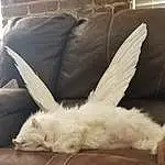 Light, Couch, Comfort, Line, Felidae, Feather, Fawn, Companion dog, Small To Medium-sized Cats, Wing, Whiskers, Plant, Wood, Tail, Snout, Chair, Human Leg, Brickwork, Furry friends, Fashion Accessory