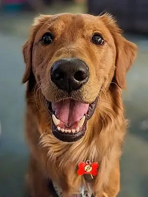 Name Golden Retriever Dog Barry
