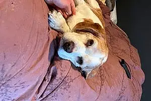 Name Beagle Dog Kirby