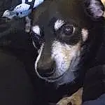 Dog, Dog breed, Jaw, Ear, Whiskers, Companion dog, Fawn, Carnivore, Toy Dog, Snout, Canidae, Furry friends, Russkiy Toy, Working Animal, Darkness, Terrestrial Animal, Non-sporting Group, Chihuahua, Paw
