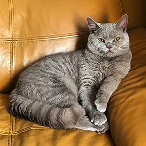 Name British Shorthair Cat Smokey