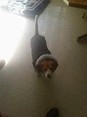 Beagle Dog Rocco White